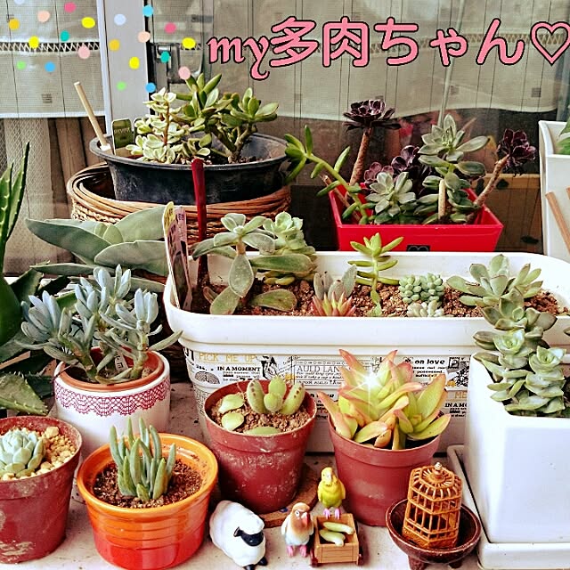 yuuuccchanさんの実例写真