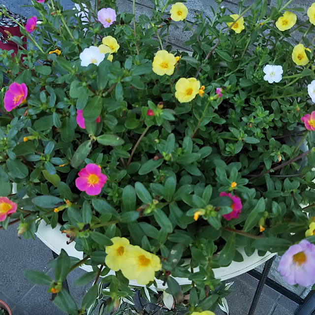 sa.yさんの実例写真