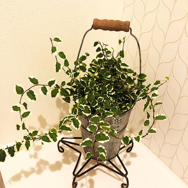 観葉植物/バス/トイレのインテリア実例 - 2019-10-13 19:02:59