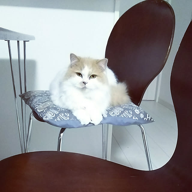 机/ねこ/ねこバカ/ねこのいる日常/猫と暮らす...などのインテリア実例 - 2017-12-07 06:37:21