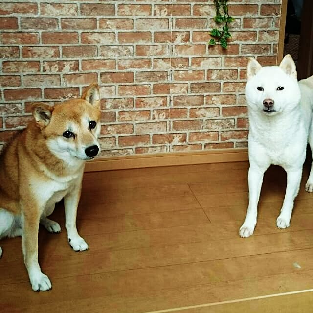 bk.momさんの実例写真