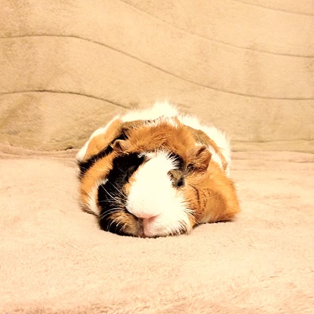 geraさんの実例写真