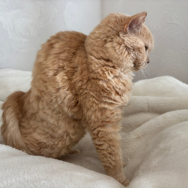 naokoさんの実例写真