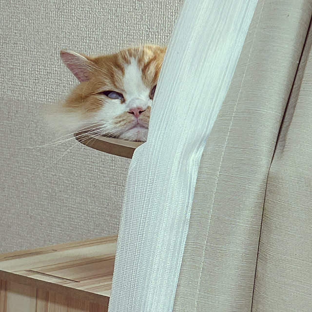 junさんの実例写真