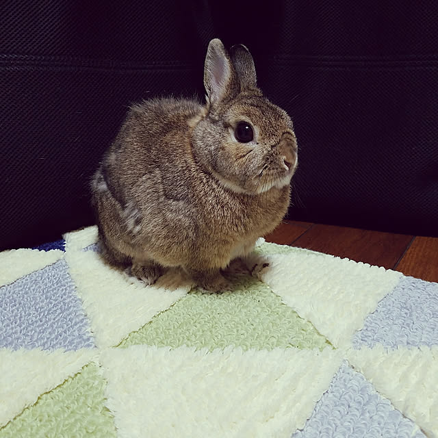 kiyukiyuさんの実例写真