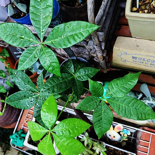 katさんの部屋