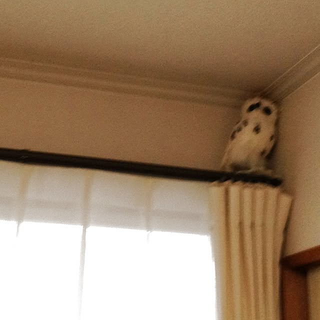 Rieさんの実例写真