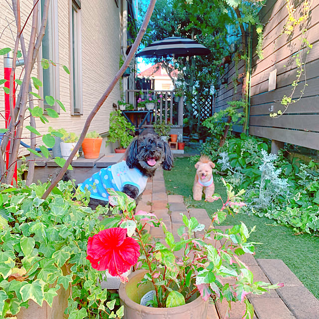 実例写真