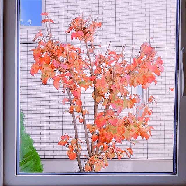 surviveさんの実例写真
