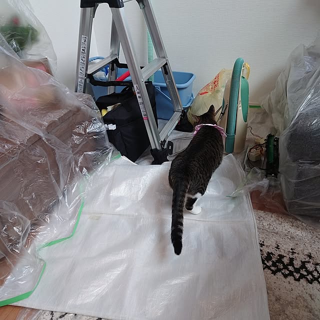 mochicoさんの部屋