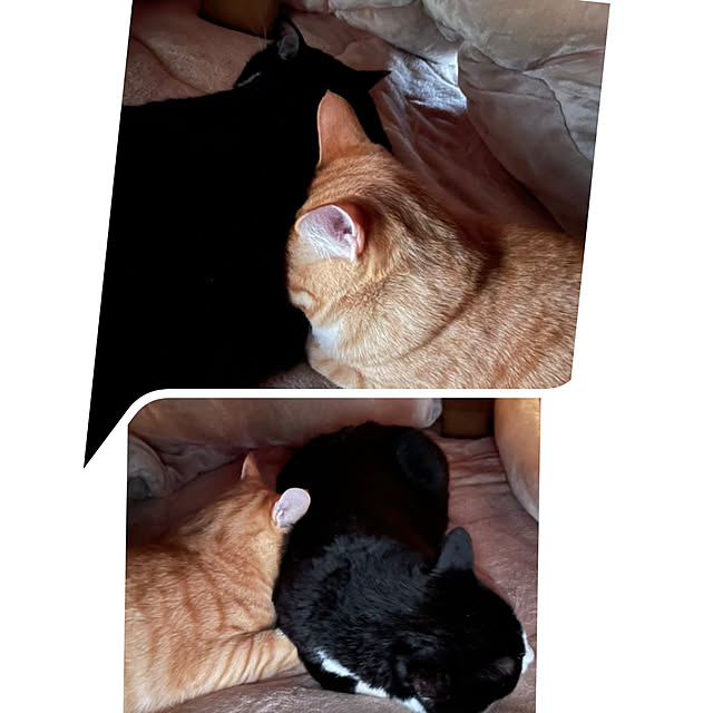 koromaroさんの実例写真