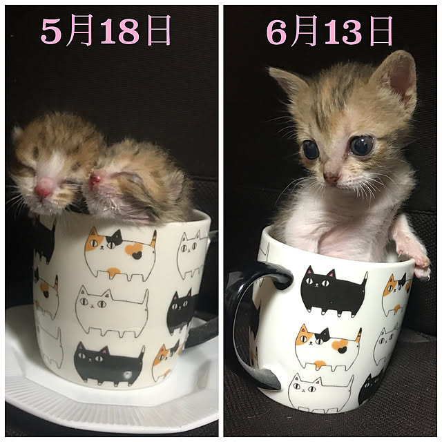 koさんの実例写真