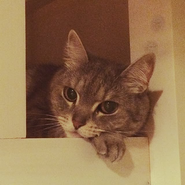mayraionさんの実例写真
