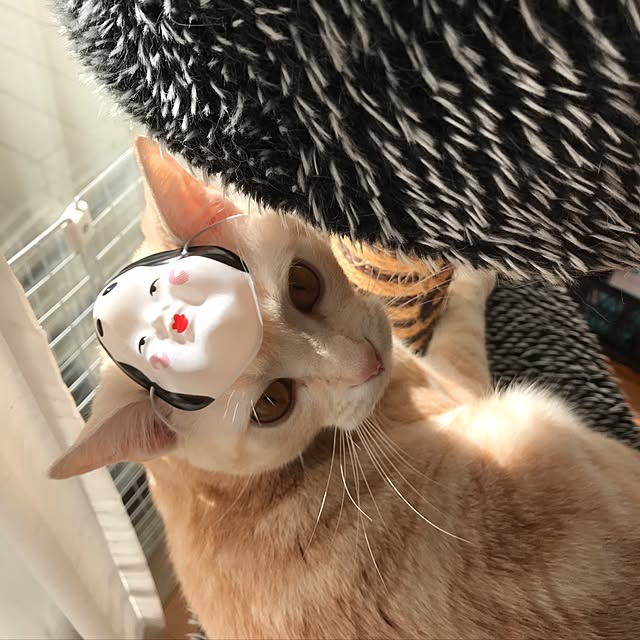 hiyupan88さんの実例写真