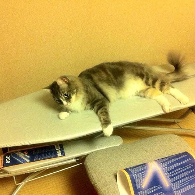 mowapowaさんの実例写真