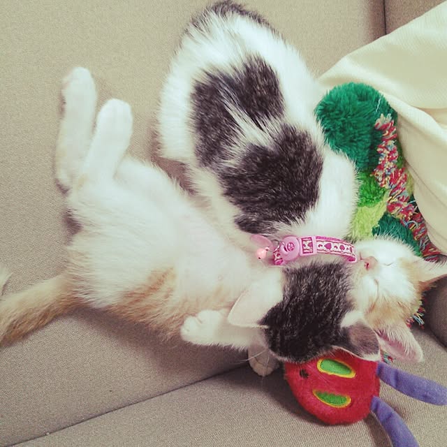 pouさんの実例写真