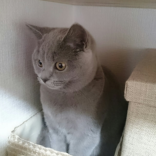 akkiiiさんの実例写真