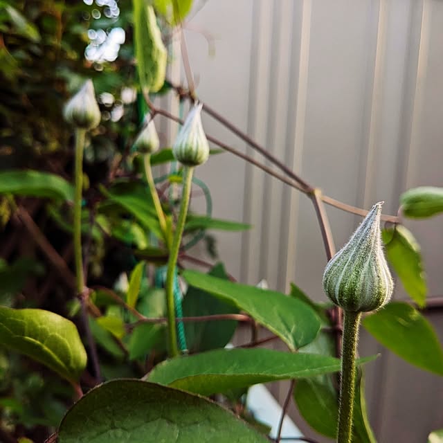 mofukoさんの部屋