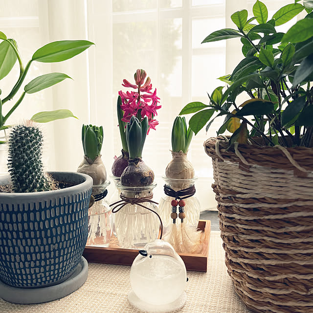 ヒヤシンス 鉢植えヒヤシンスのおすすめ商品とおしゃれな実例 ヒヤシンス 鉢植えヒヤシンスのおすすめ商品とおしゃれな実例