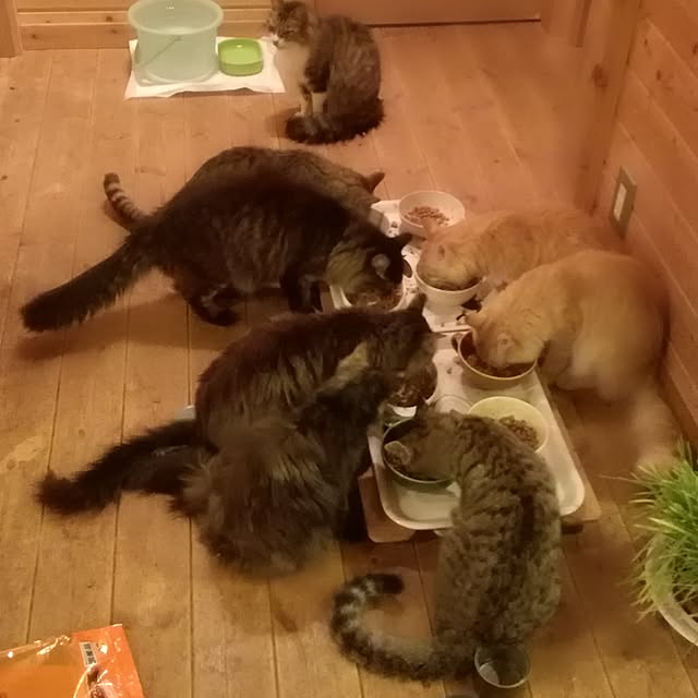 Maki-nekomamireさんの実例写真