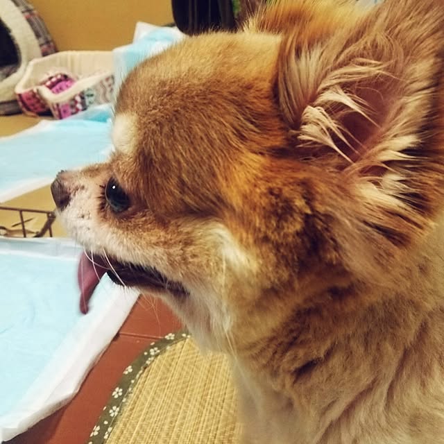 Yukariさんの実例写真
