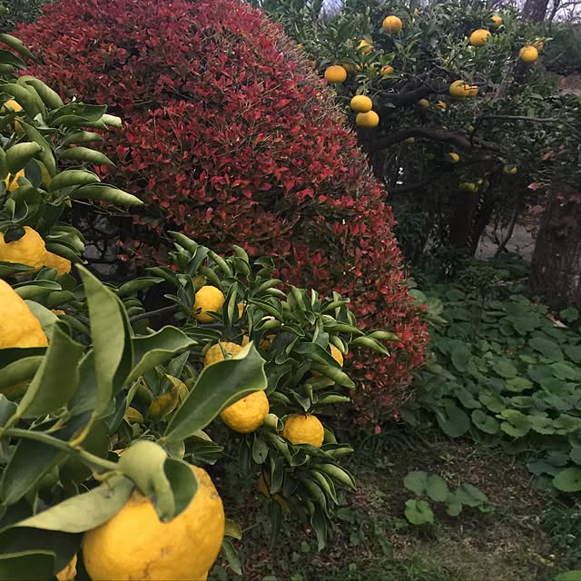suzyさんの実例写真