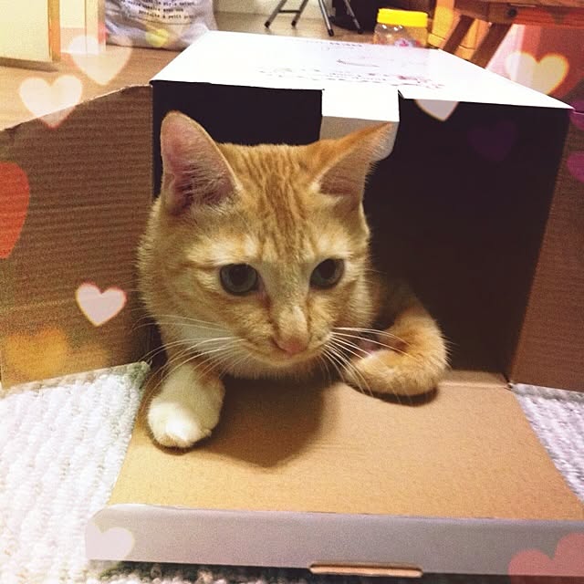 Yasumiさんの実例写真