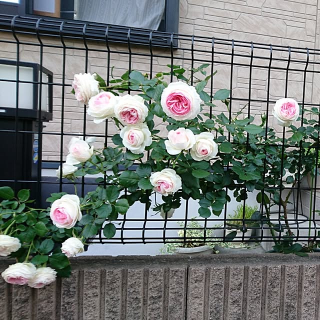 hiromi_coco3422さんの実例写真