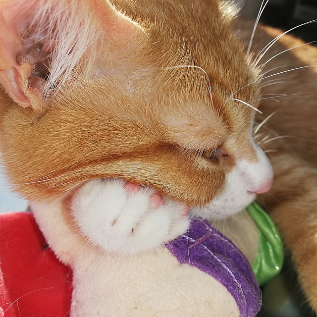 実例写真