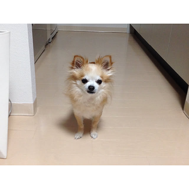 kokichi662668さんの実例写真