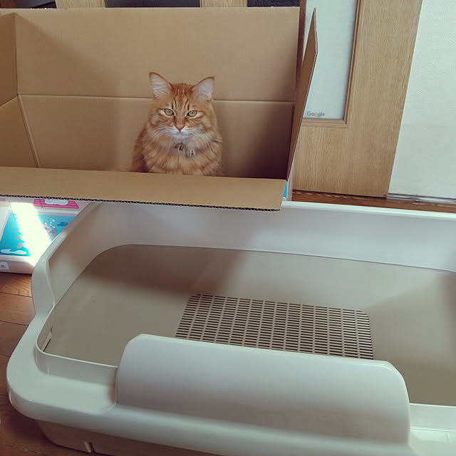 shirabenさんの実例写真