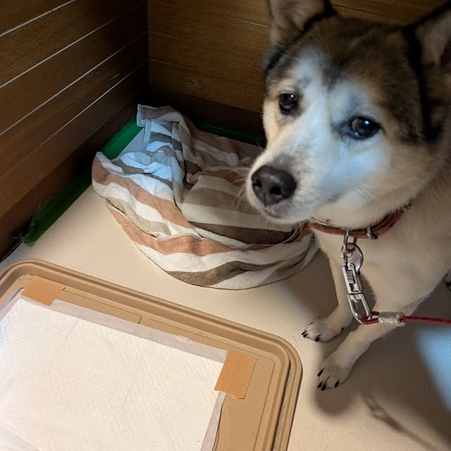 asaさんの実例写真