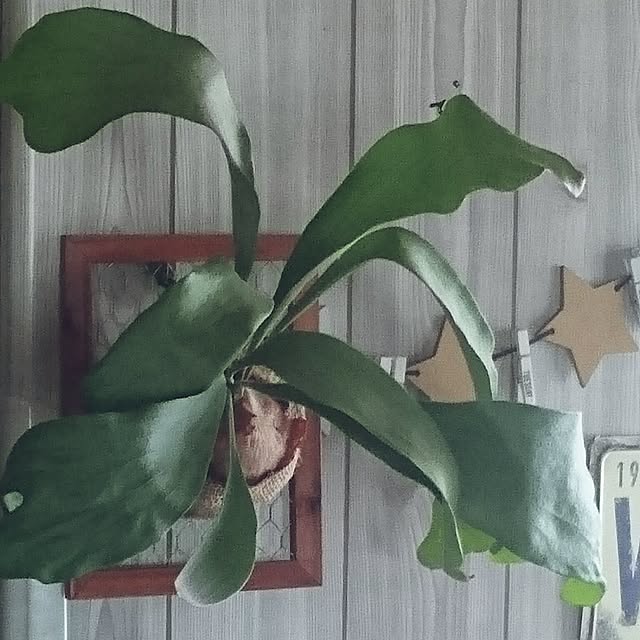 kotorinさんの実例写真