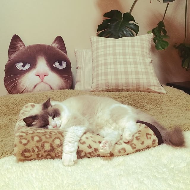 lukeleiaさんの実例写真