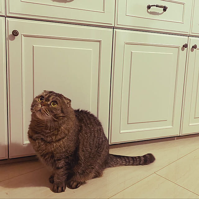 cat2525さんの実例写真