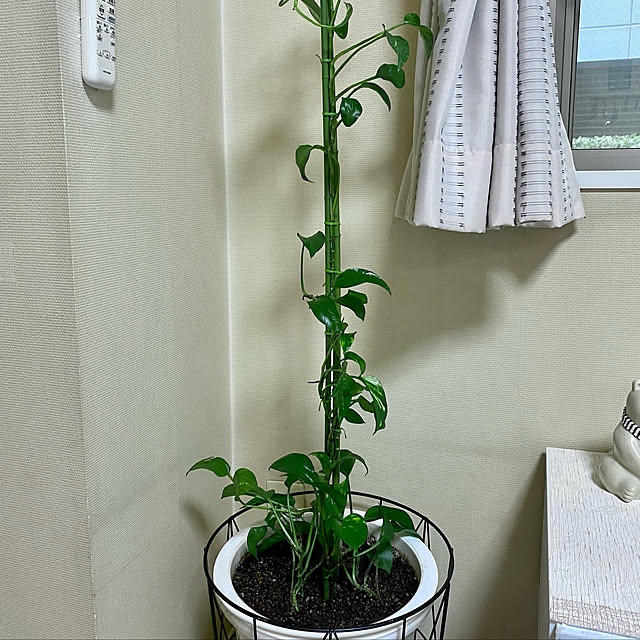 YuuKoさんの実例写真
