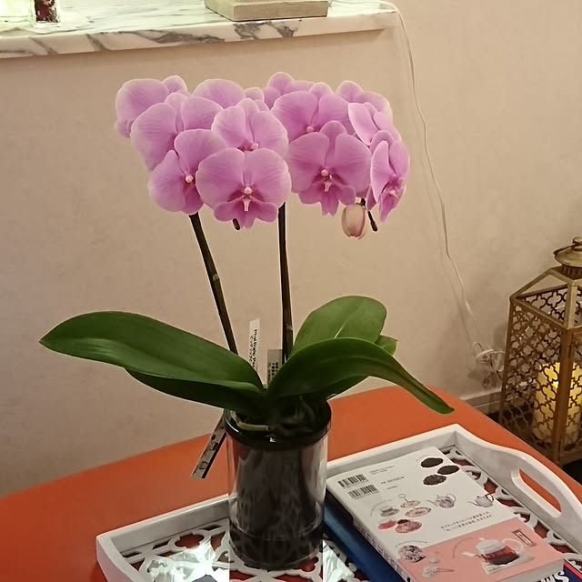 bonobono54さんの実例写真