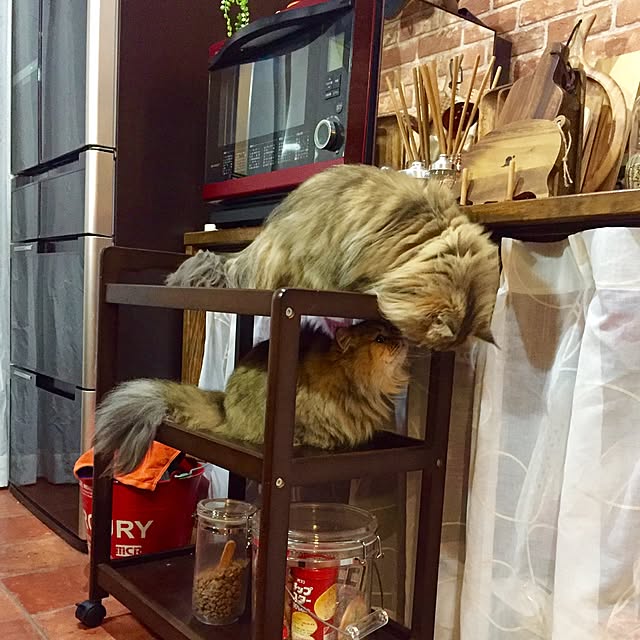 butachanさんの実例写真