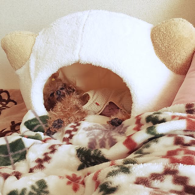keigirlmagicさんの実例写真