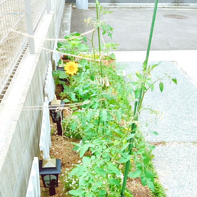 fumofumoさんの実例写真