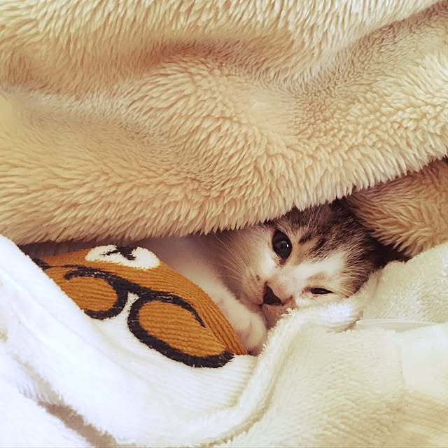 hiro_mashさんの実例写真
