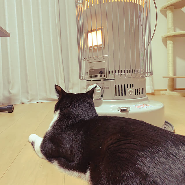 ナチュラル/一人暮らし/リノベーション/猫との暮らし/部屋全体のインテリア実例 - 2019-12-02 11:25:13