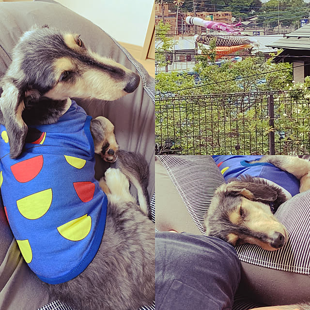 kiyomiさんの実例写真