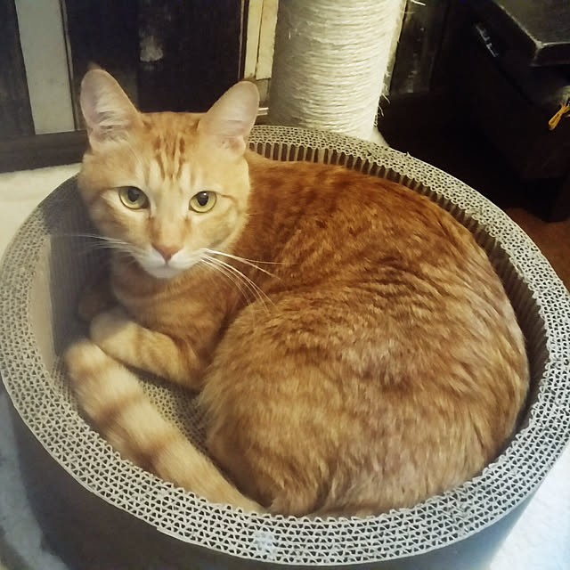 kichiさんの実例写真