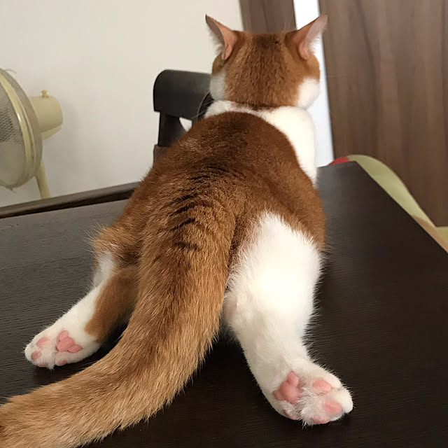 KotarouKunさんの実例写真
