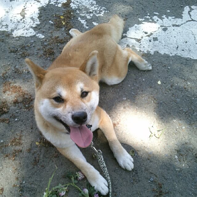 kotaさんの実例写真