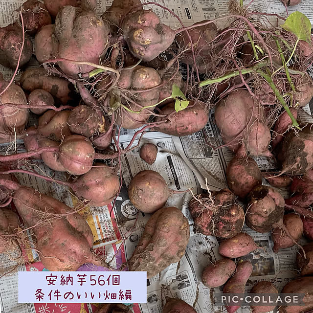 buchiさんの部屋