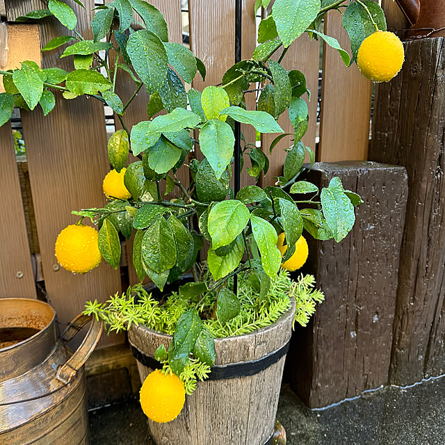 tabasaさんの実例写真