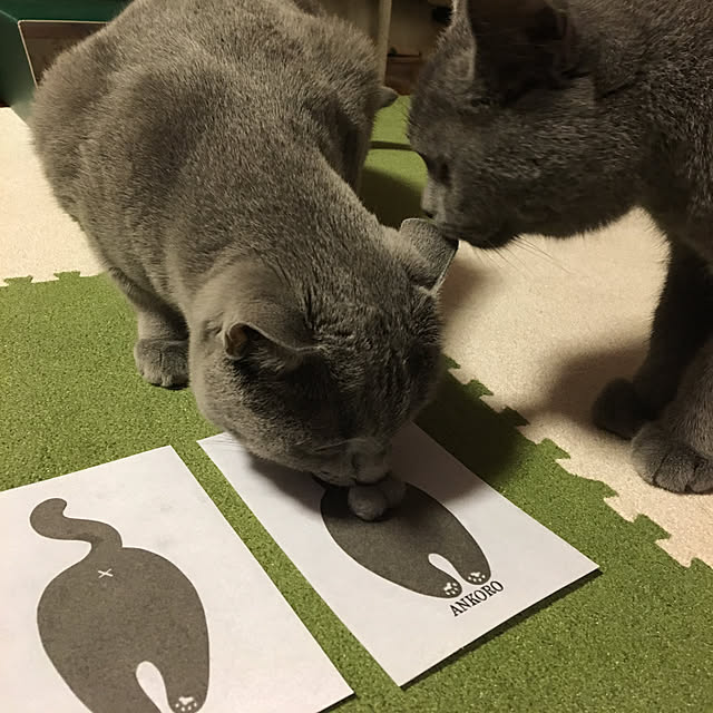 ikettenさんの実例写真