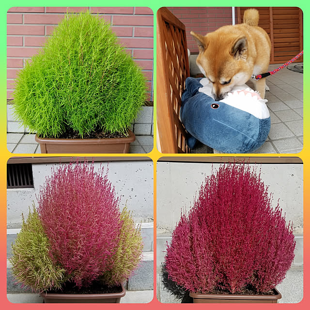 nanaさんの実例写真